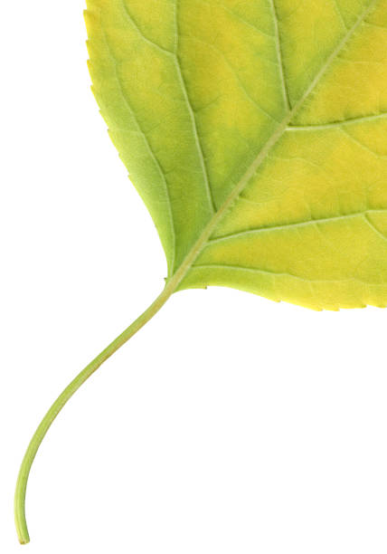 front view closeup macro texture of green leaf turning yellow with delicate petiole during autumn isolated on white