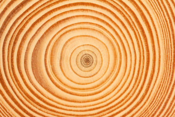 istock wood slice circle texture with concentric rings 1351984560