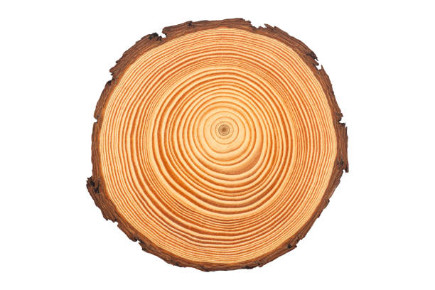 círculo fatia de madeira com anéis concêntricos - bark isolated part of white - fotografias e filmes do acervo