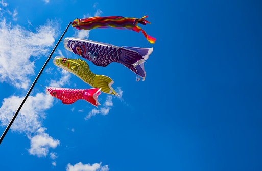 Japanese koi carp wind socks blow in the wind on blue sky background