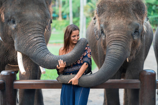 istock two elephants playing with a young girl .hugging the trunk 1351985817