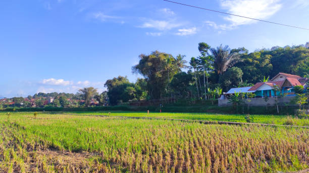 istock Large rice field - stock photo 1351987295