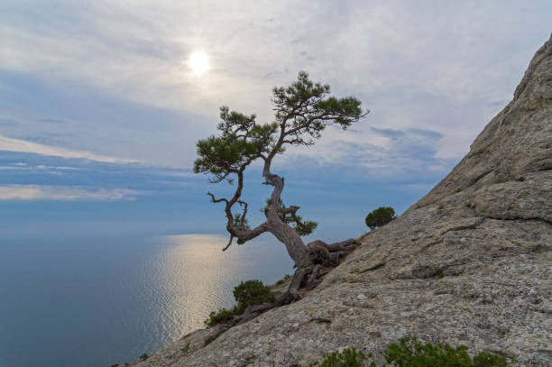 istock Lonely relict pine on a rock 1351988306