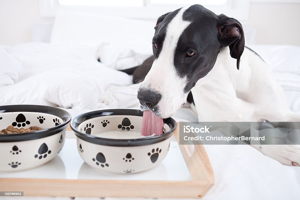 Cachorro comendo na cama Cão Dinamarquês - Foto de stock de Comer royalty-free