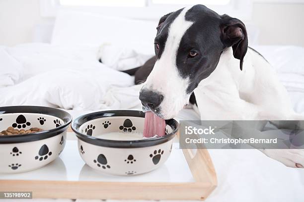 Foto de Cachorro Comendo Na Cama Cão Dinamarquês e mais fotos de stock de Comer - Comer, Cão Dinamarquês, Comida