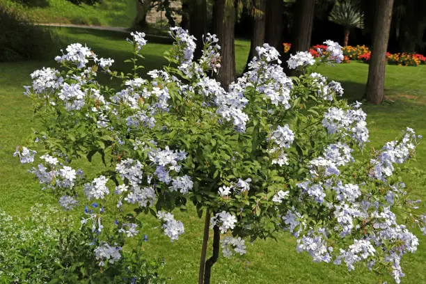 Cape Leadwort (common name for Plumbago Auriculata, Kap-Bleiwurz) flower also called blue jasmine flower.