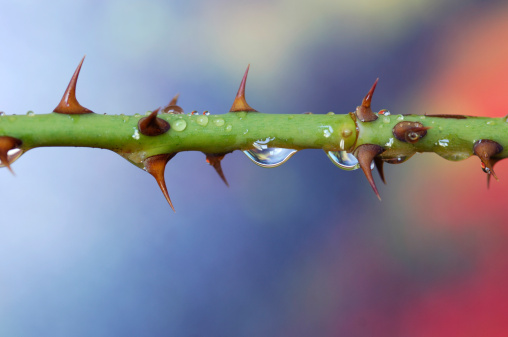 close-up of a rose stem