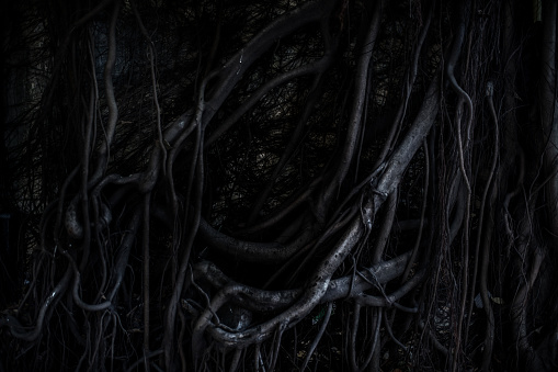 Dark tree roots background