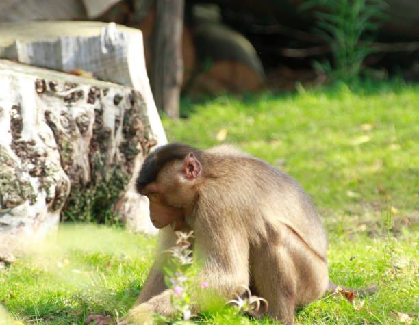 little cute monkey is walking in his enclosure - color image dog snake pets imagens e fotografias de stock