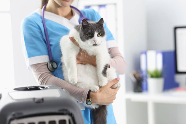 istock Veterinary clinic for animals 1351992878