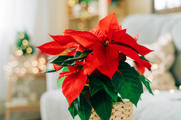 hermosa flor de pascua en olla de mimbre, regalos y espacio para texto en fondo borroso de decoración navideña. tradicional flor estrella de navidad - poinsettia flower potted plant plant fotografías e imágenes de stock