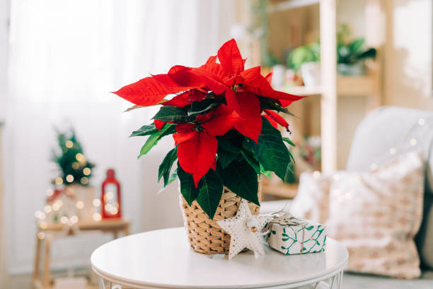 hermosa flor de pascua en olla de mimbre, regalos y espacio para texto en fondo borroso de decoración navideña. tradicional flor estrella de navidad - poinsettia flower potted plant plant fotografías e imágenes de stock