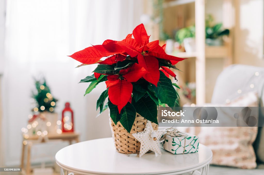 Beautiful poinsettia in wicker pot, gifts and space for text on blurred holiday decoration background. Traditional Christmas star flower Poinsettia Stock Photo