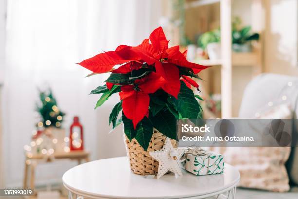 Beautiful Poinsettia In Wicker Pot Gifts And Space For Text On Blurred Holiday Decoration Background Traditional Christmas Star Flower Stock Photo - Download Image Now