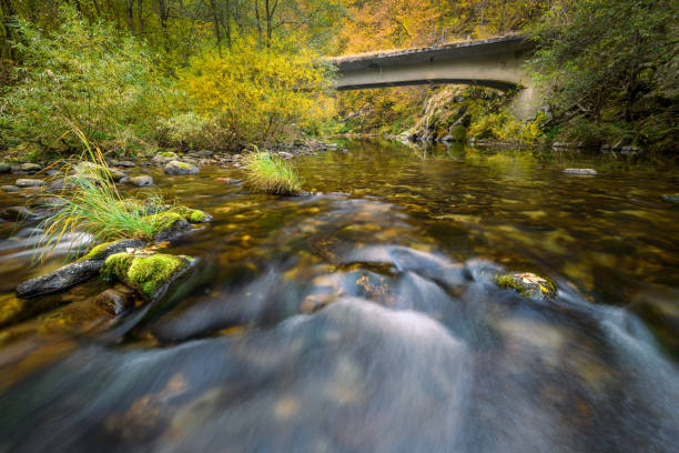 River flowing under a bridge deep inside the forest in Retezat mountains in Romania