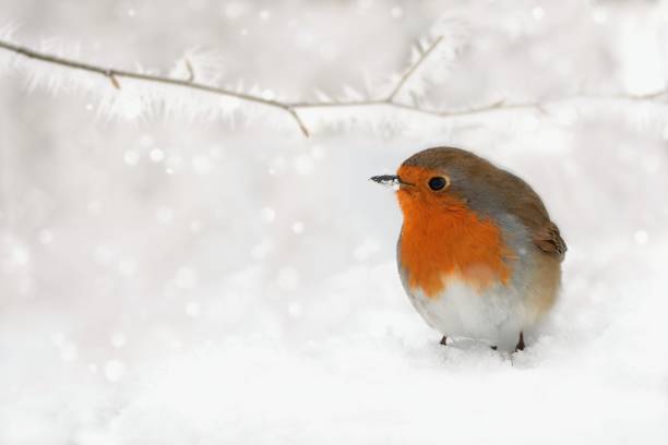 istock Winter scenery with European Robin bird sitting in the snow within a snowfall. 1351993966