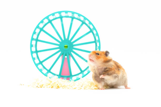 istock Hamster and the wheel isolated 1351994327