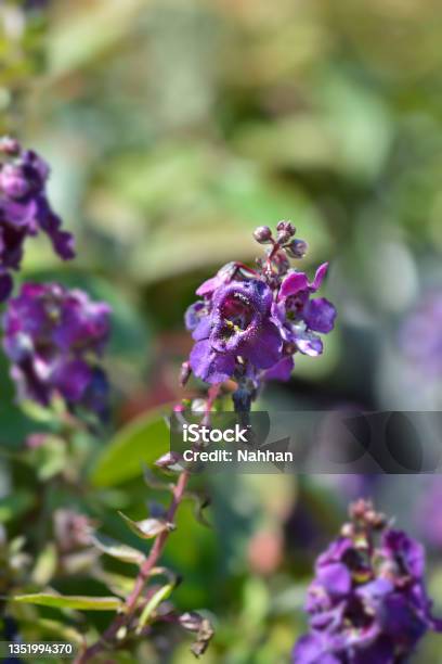 Summer Snapdragon Angelina Blue Stock Photo - Download Image Now - Angelonia, Blue, Botany