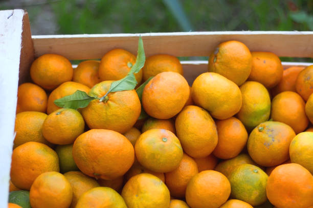 istock Crate of Tangerines 1351994377