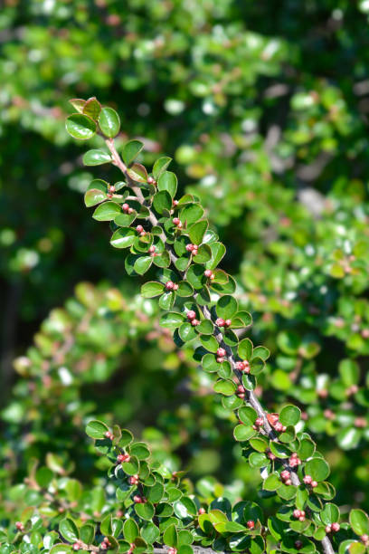 Rock cotoneaster Rock cotoneaster branch - Latin name - Cotoneaster horizontalis cotoneaster horizontalis stock pictures, royalty-free photos & images