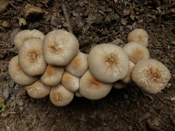 istock Mushrooms growing in the ground 1351995174