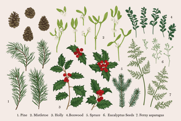 ilustrações de stock, clip art, desenhos animados e ícones de set of christmas plants. colorful. - winterberry holly