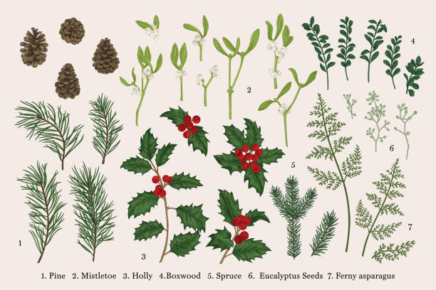 Set of Christmas plants. Colorful. Set of Christmas plants. Vector botanical illustration. Spruce, sasna, holly, fern, eucalyptus seeds, boxwood. Colorful. winterberry holly stock illustrations