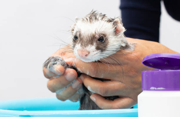 hurón (polecat) lavar en agua sobre un fondo blanco - mascota exótica fotografías e imágenes de stock