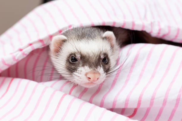istock The ferret sleeps on the bed 1351995475