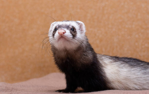 istock The cute funny ferret portrait 1351995570