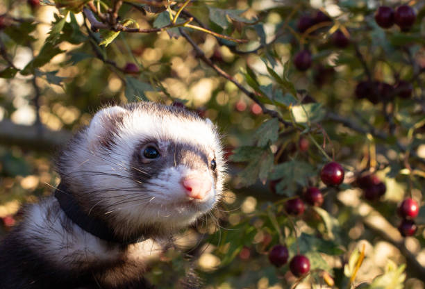 istock Ferret in the Green Grass 1351995637