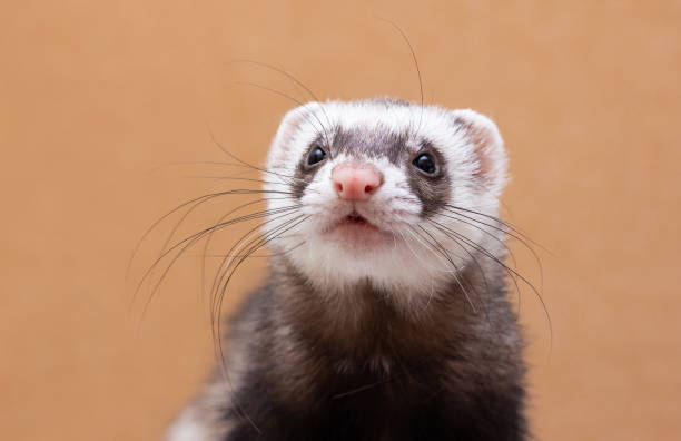 istock The cute funny ferret portrait 1351995709