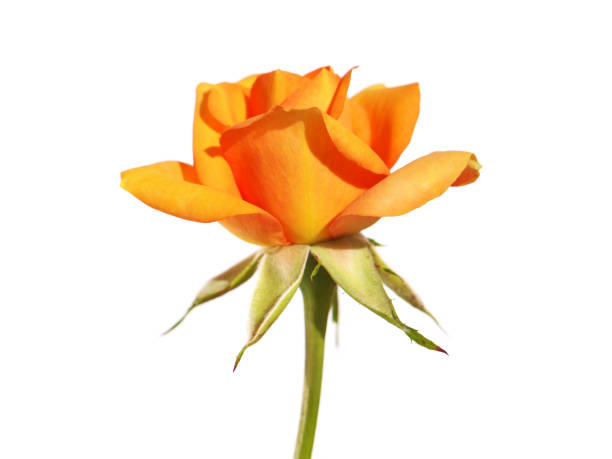 istock Single orange yellow rose flower isolated on white 1351996410