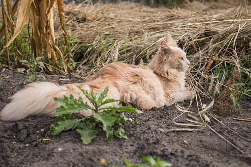 Playful ginger Maine Coon kitten lies outdoors. Big Red cat in garden