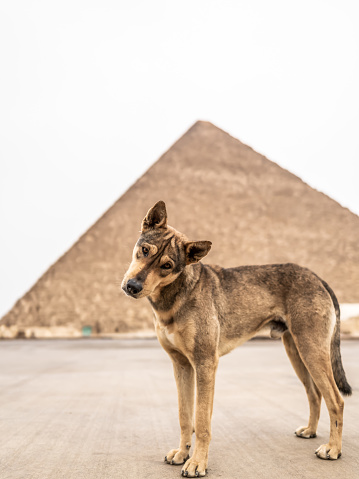 Brown dog looking at camera while standing in front of the Great Pyramid of Giza, in Egypt. Tourism and travel destinations concept.