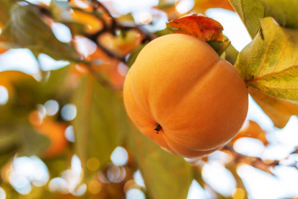 persimmon fruit. - 5943 imagens e fotografias de stock