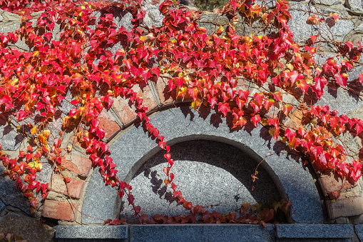 Ivy branches climb along the decorative stone wall in autumn
