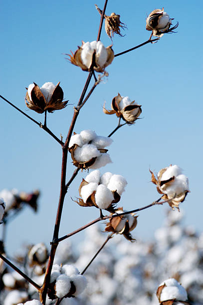 Cotton branch Close-up of cotton growing in the field. cotton ball stock pictures, royalty-free photos & images