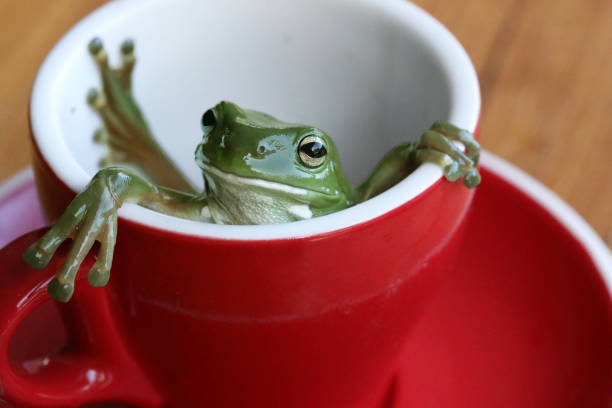 raganella verde che si rievoca in una tazza rossa - whites tree frog foto e immagini stock