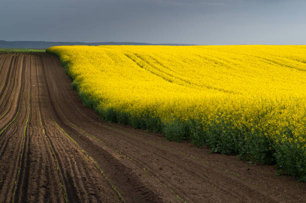 istock Spring Wavy Yellow Rapeseed Field  And Wavy Abstract Landscape Pattern. Rural Landscape. 1352005169