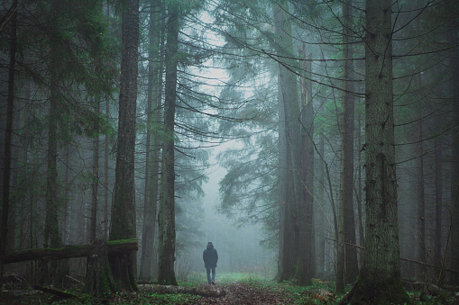 Back of unknown man going far into the green pine forest in the fog. Foggy nature