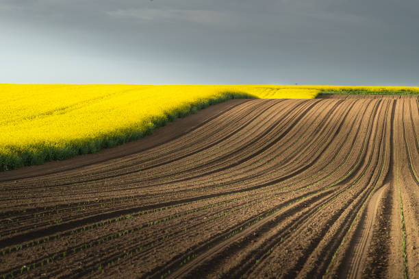 istock Spring Wavy Yellow Rapeseed Field  And Wavy Abstract Landscape Pattern. Rural Landscape. 1352005294
