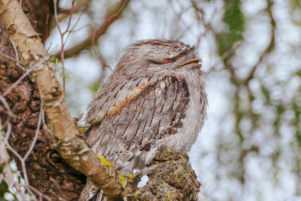 istock Tawny Frogmouth in Australia 1352005312