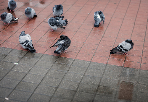 Pigeons on the street. Urban pigeons on the pavement