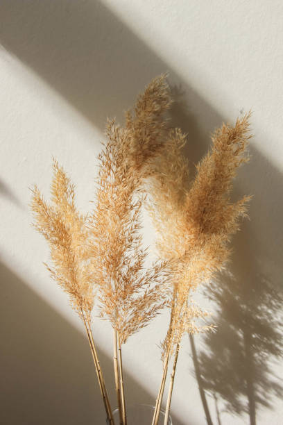 istock Dry spikelets, pampas grass, reed in vase. Shadows on the wall. Silhouette in sun light. Minimal interior decoration concept. Beautiful abstract closeup of golden dried meadow grass 1352006459