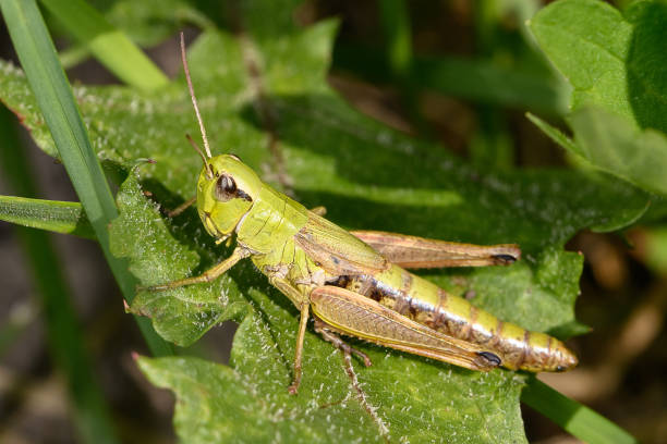 istock Large marsh grasshopper (Stethophyma grossum), a threatened insect species typical for wet meadow and marsh 1352006537