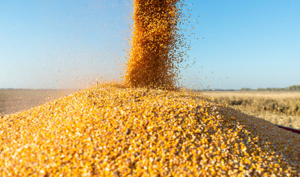 istock Pouring corn grain into tractor trailer after harvest at field. 1352006617