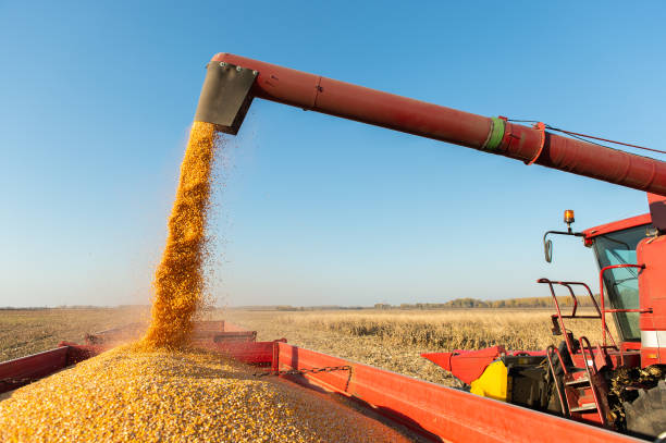 Pouring corn grain into tractor trailer after harvest at field.