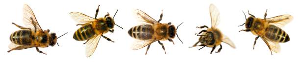 istock bee isolated, Set five bees or honeybees Apis Mellifera 1352006931