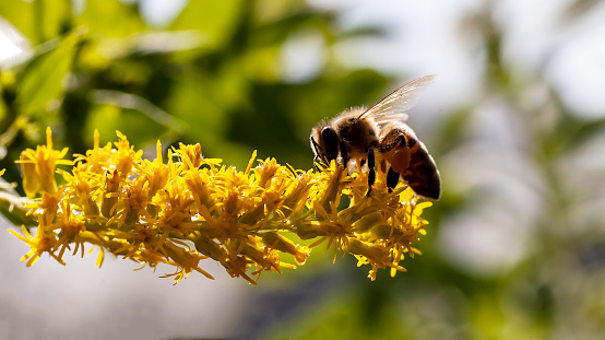 Closeup of a back-lit bee working on a yellow goldenrod flower